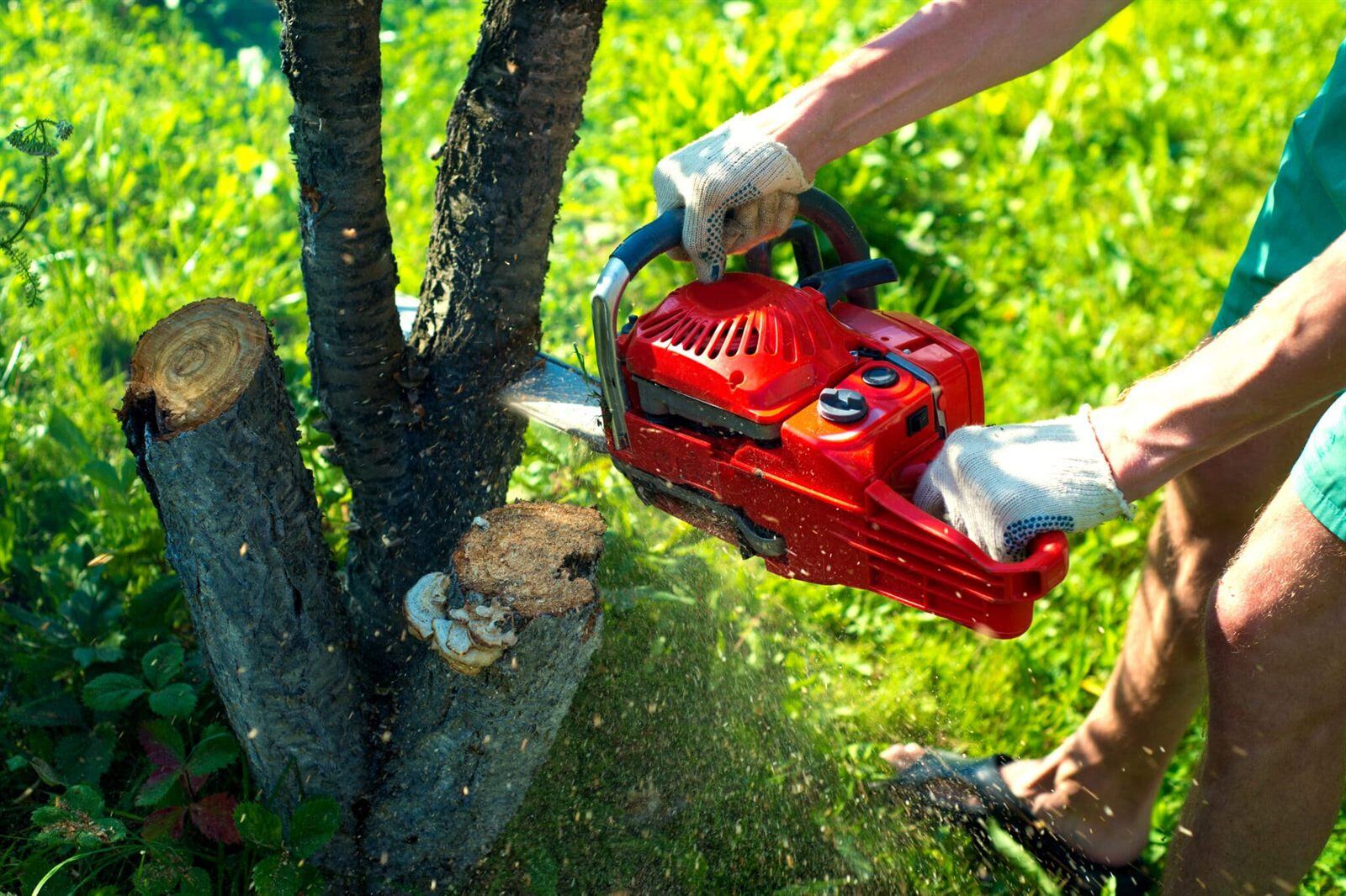 Tree services
